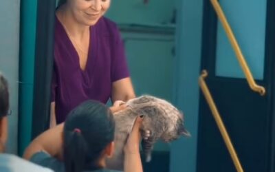 Analândia: 2ª Campanha Municipal de Castração atende mais de 120 cães e gatos