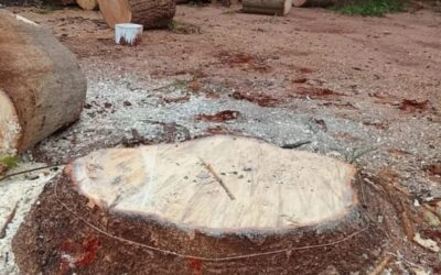 Ribeirão Bonito: Corte de árvores em praça gera denúncias e vai parar no MP